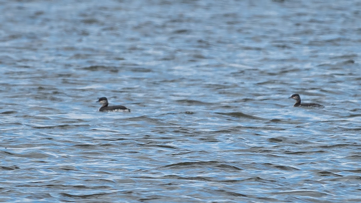 Horned Grebe - ML644646269