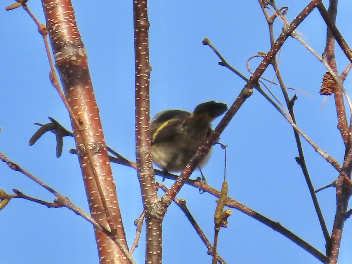 Paruline flamboyante - ML644646278