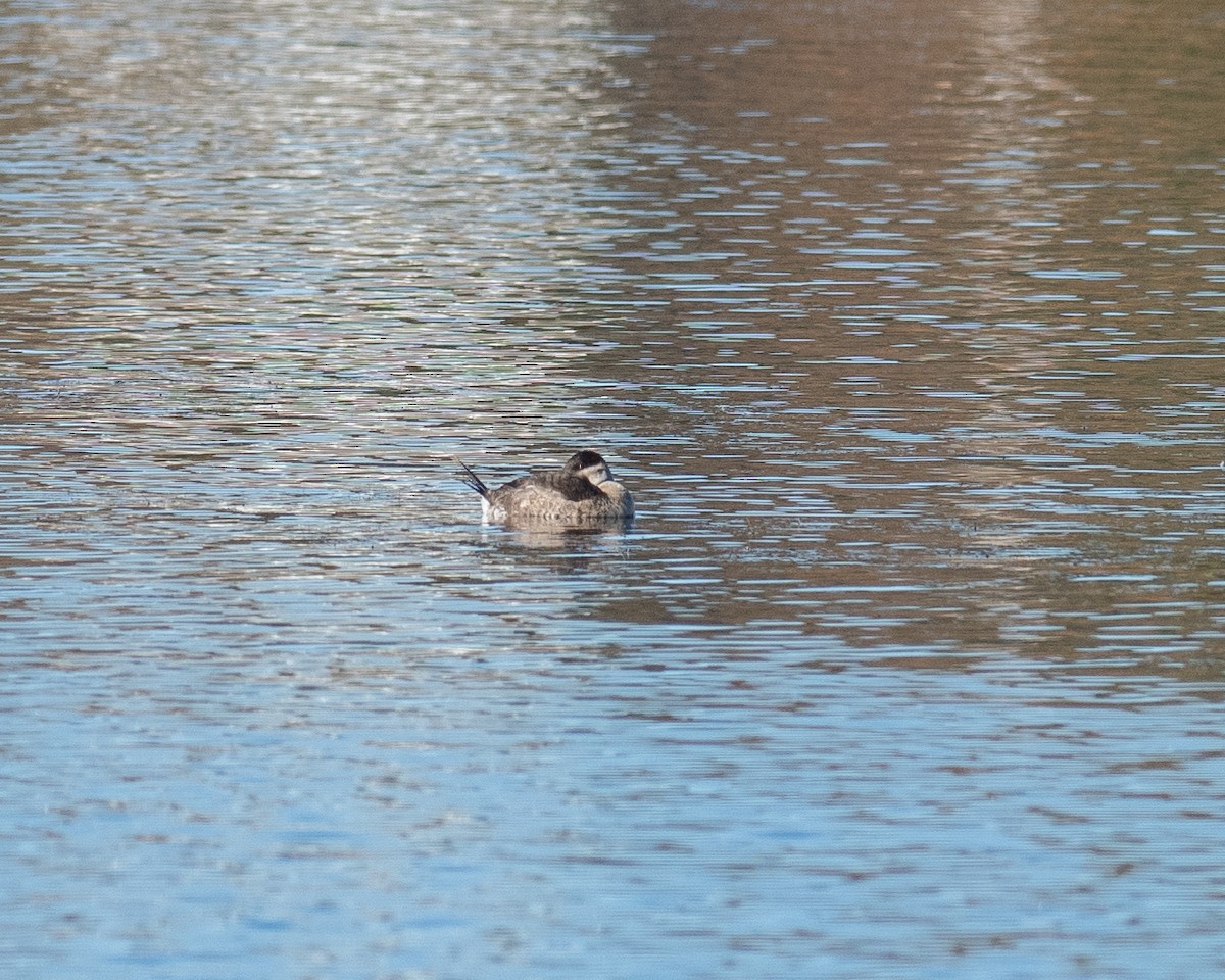 Ruddy Duck - ML644646282