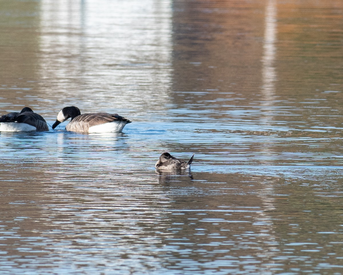 Ruddy Duck - ML644646283