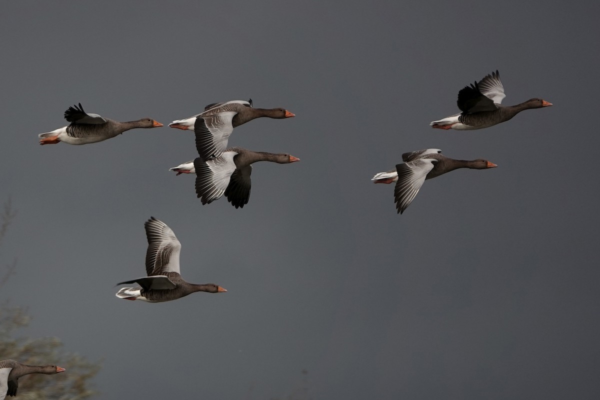 Graylag Goose - ML644646289
