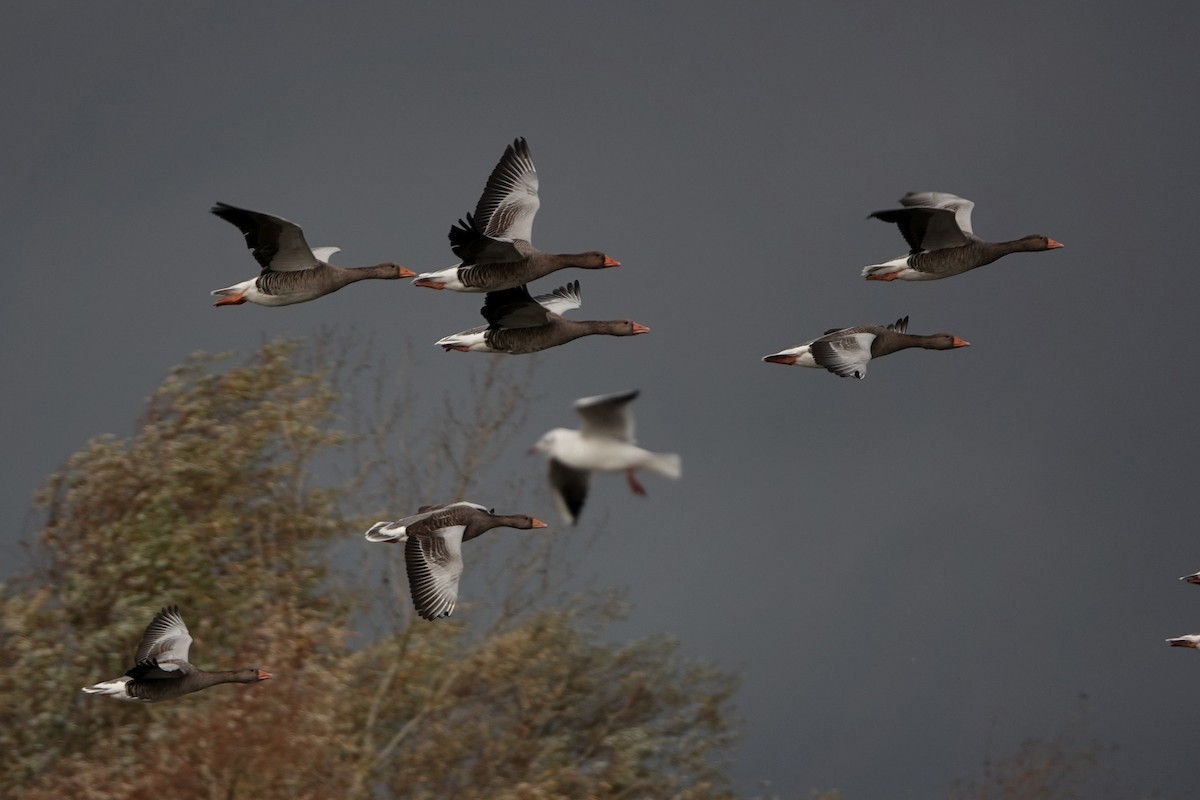 Graylag Goose - ML644646290