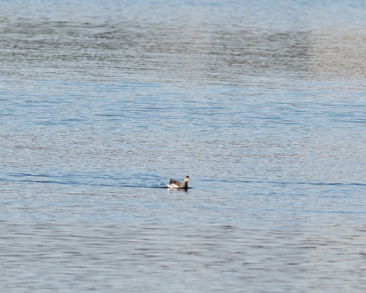 amerikasivhøne - ML644646292