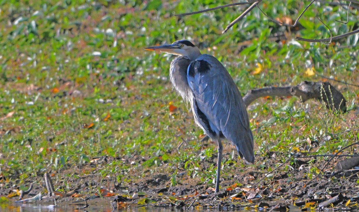 Great Blue Heron - ML644646300