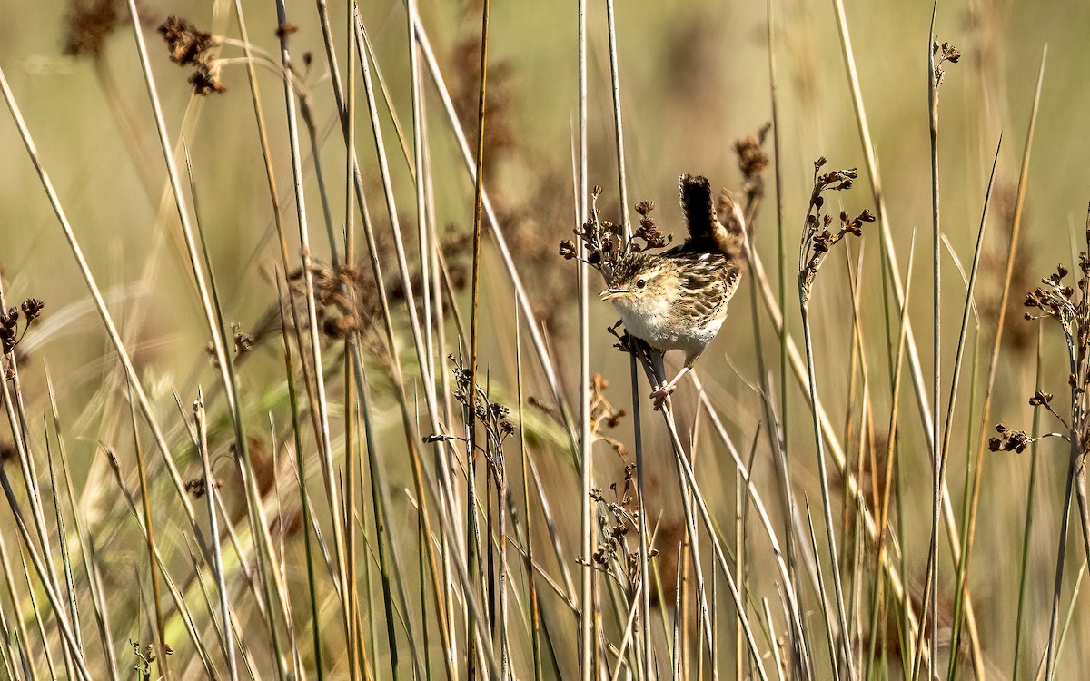 Grass Wren (Pampas) - ML644646303