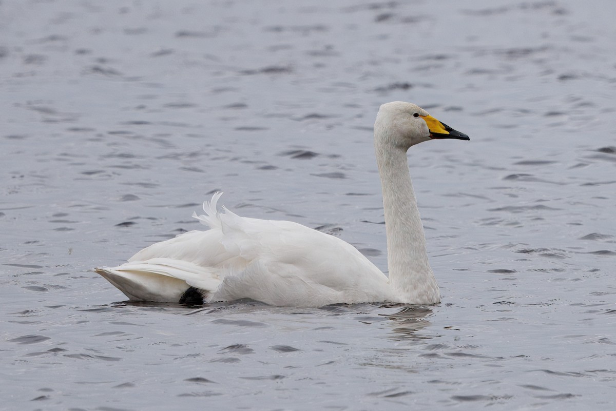 ברבור שר - ML644646311