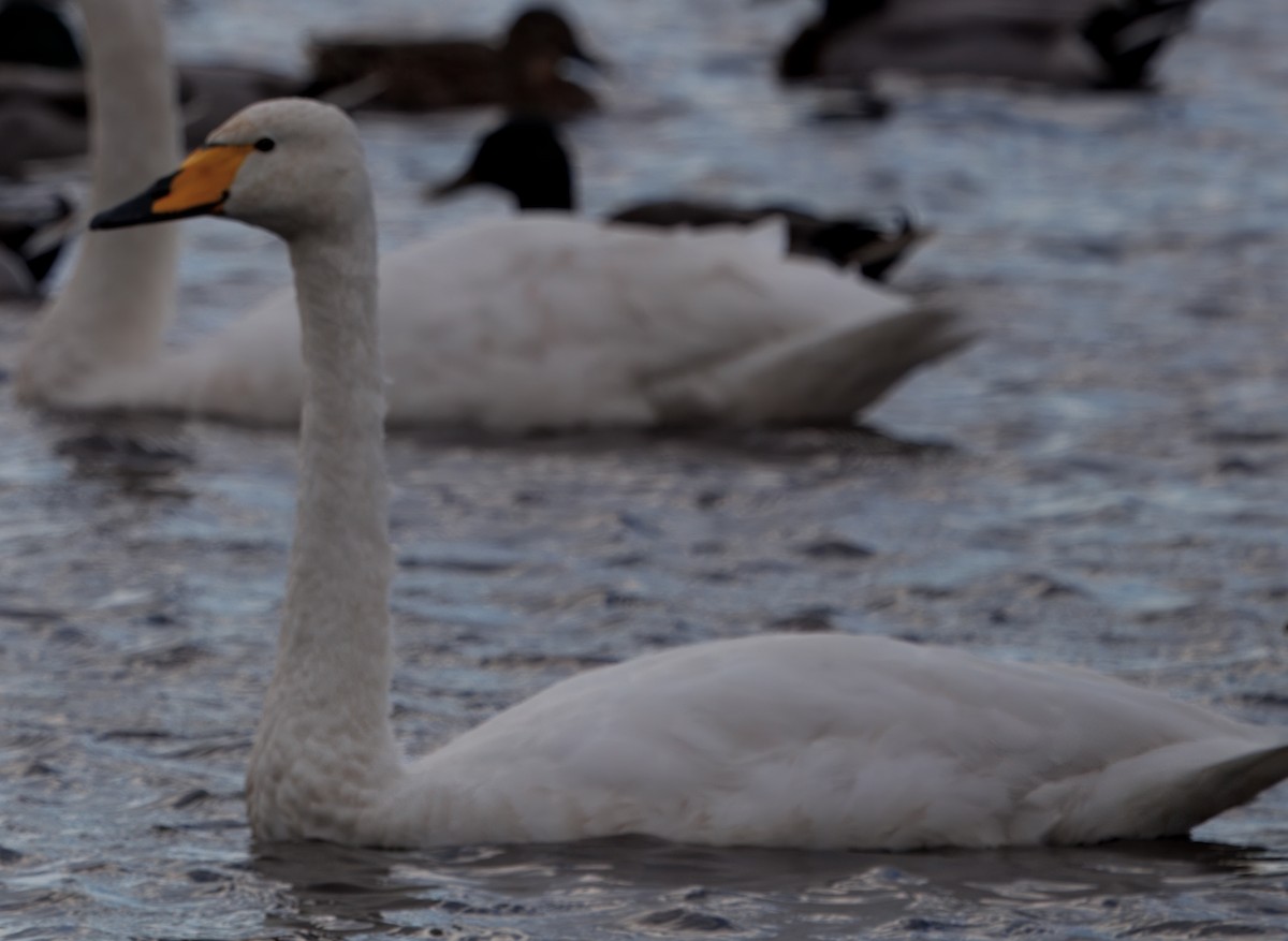 ברבור שר - ML644646312