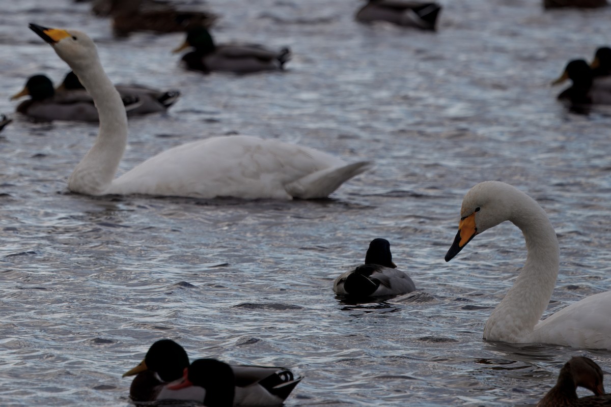 ברבור שר - ML644646313
