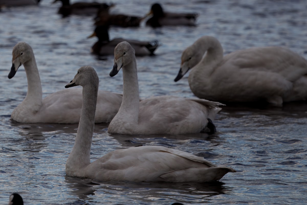 ברבור שר - ML644646314