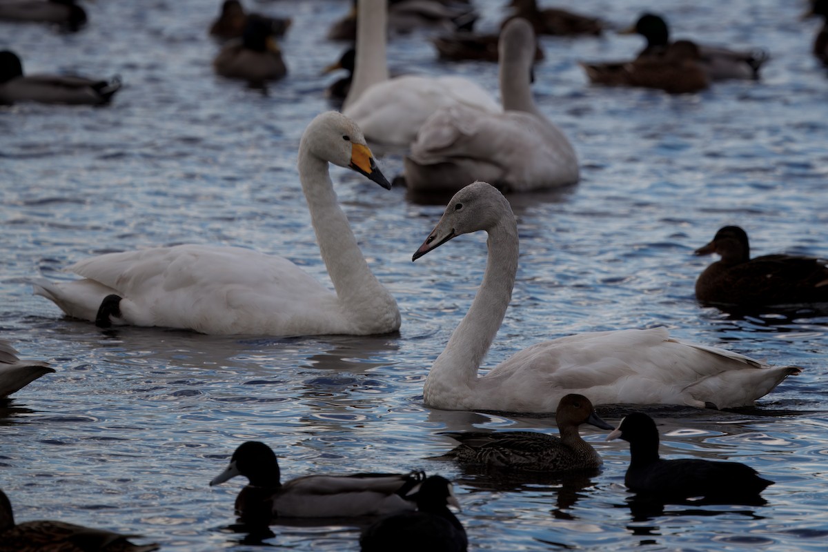 ברבור שר - ML644646315