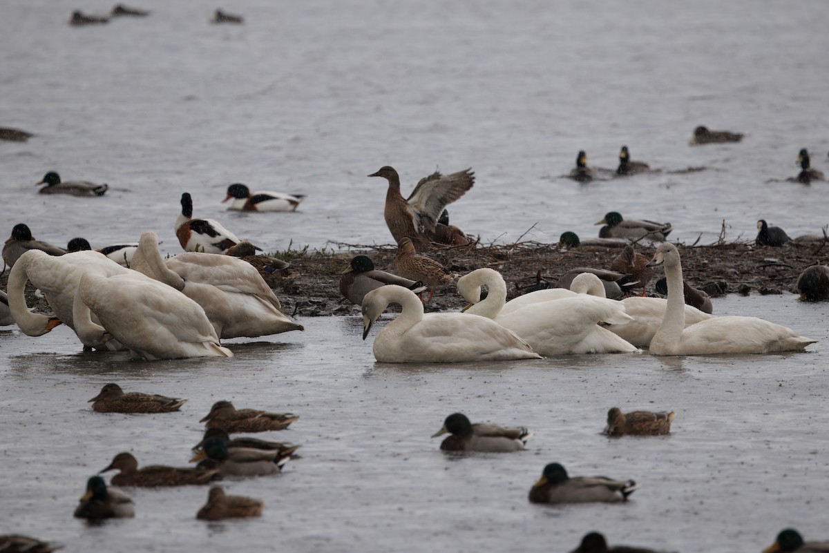 ברבור שר - ML644646316