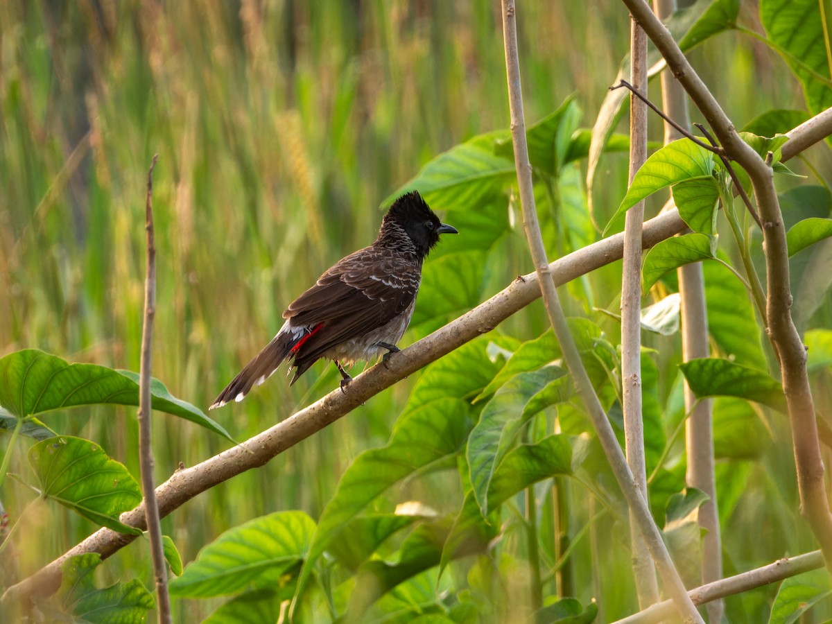 Bulbul ipurgorria - ML644646317