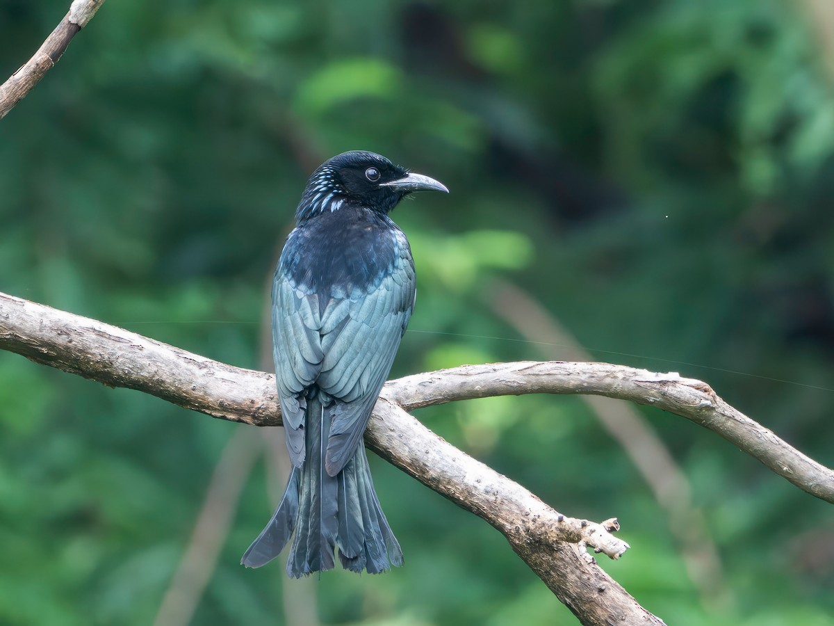 髮冠卷尾 - ML644646326