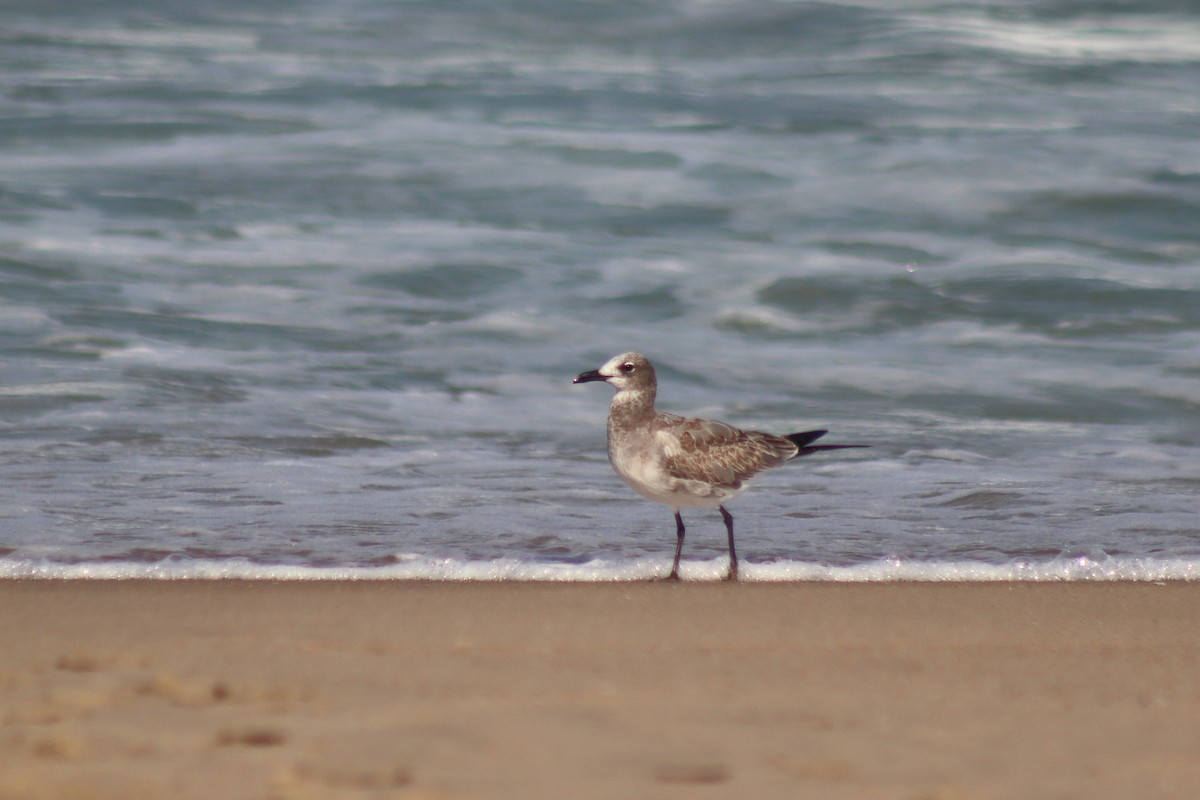 שחף צוחק - ML644646327
