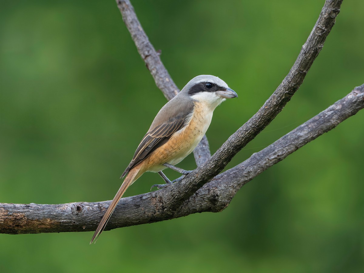 Brown Shrike (Philippine) - ML644646330