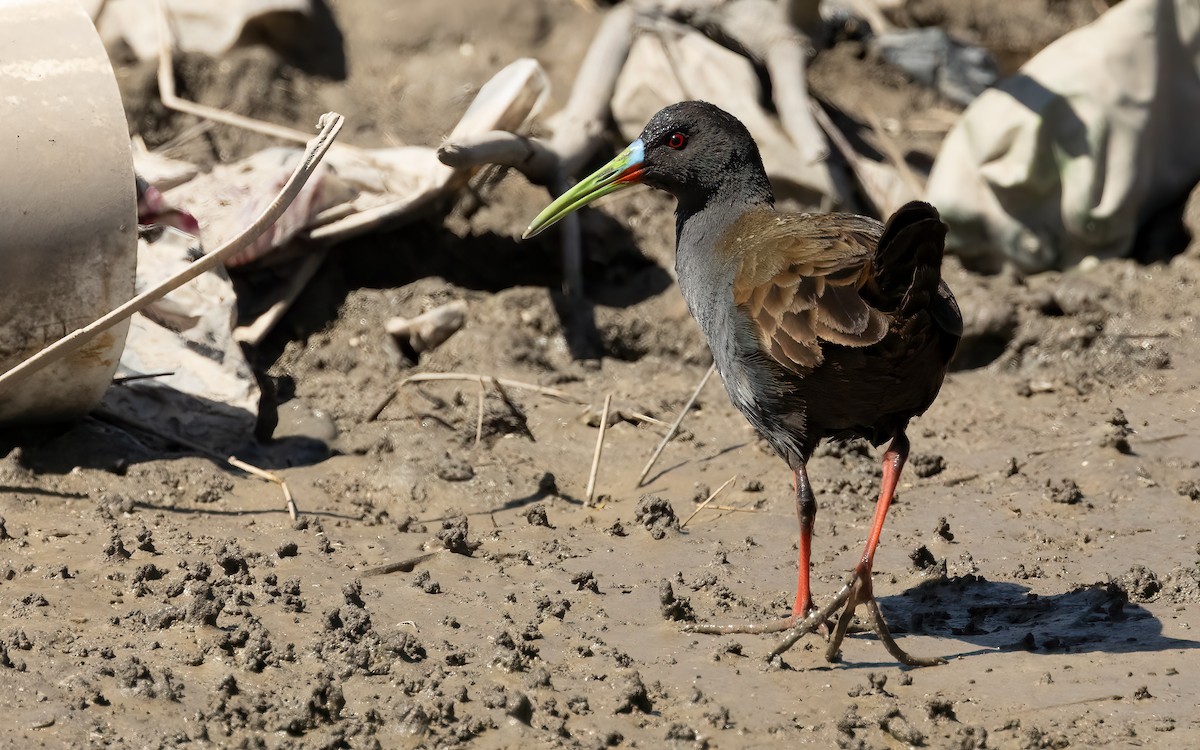 Plumbeous Rail - ML644646335