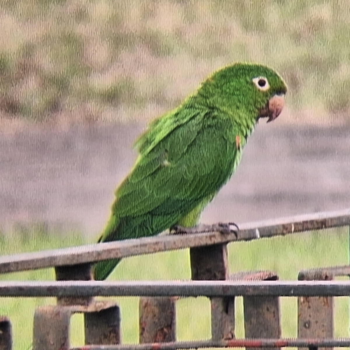White-eyed Parakeet - ML644646345