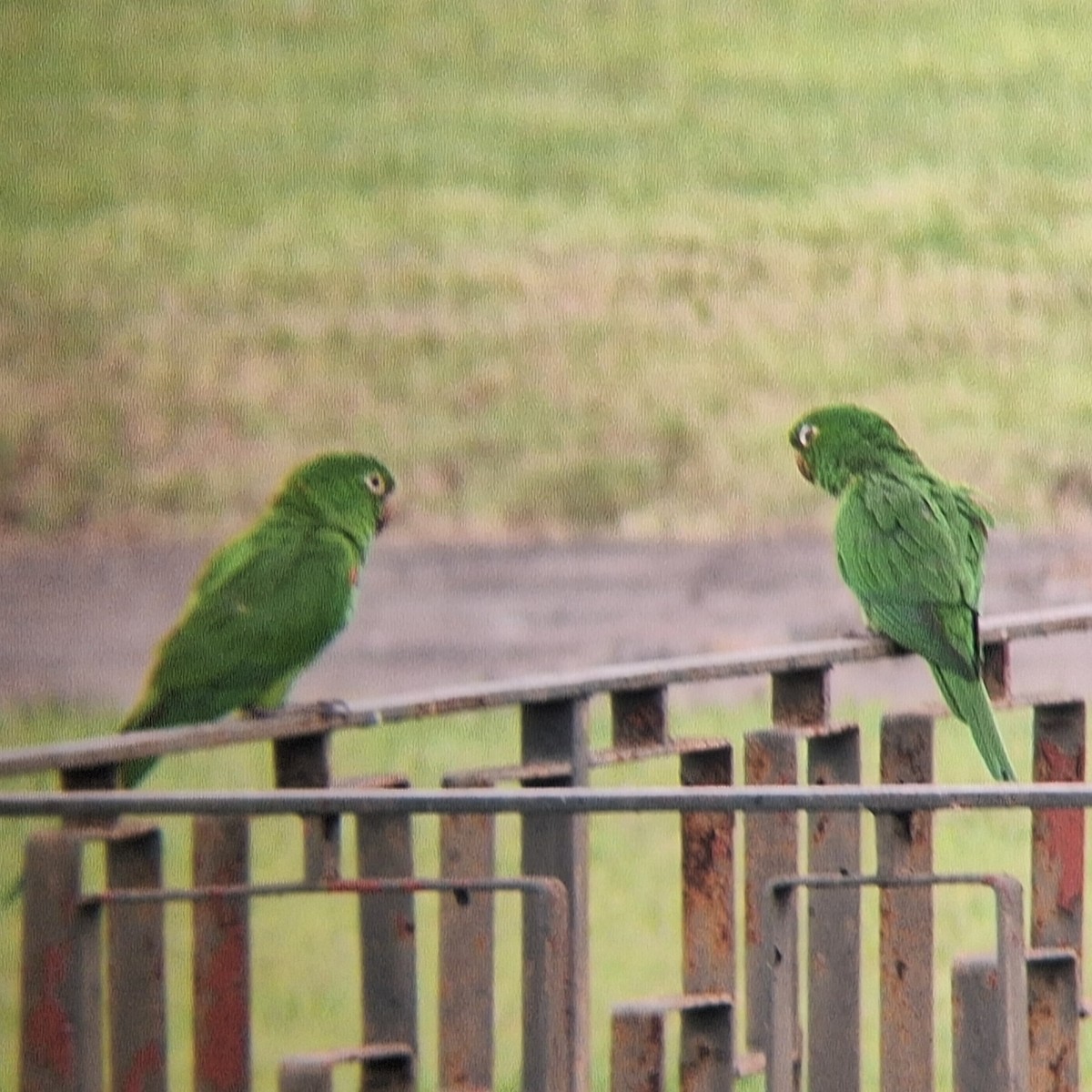 White-eyed Parakeet - ML644646353