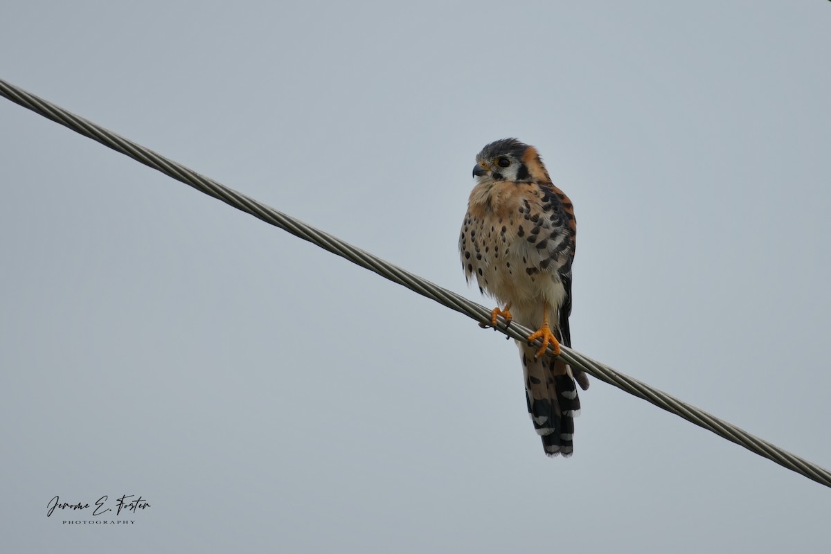 American Kestrel - ML644646355