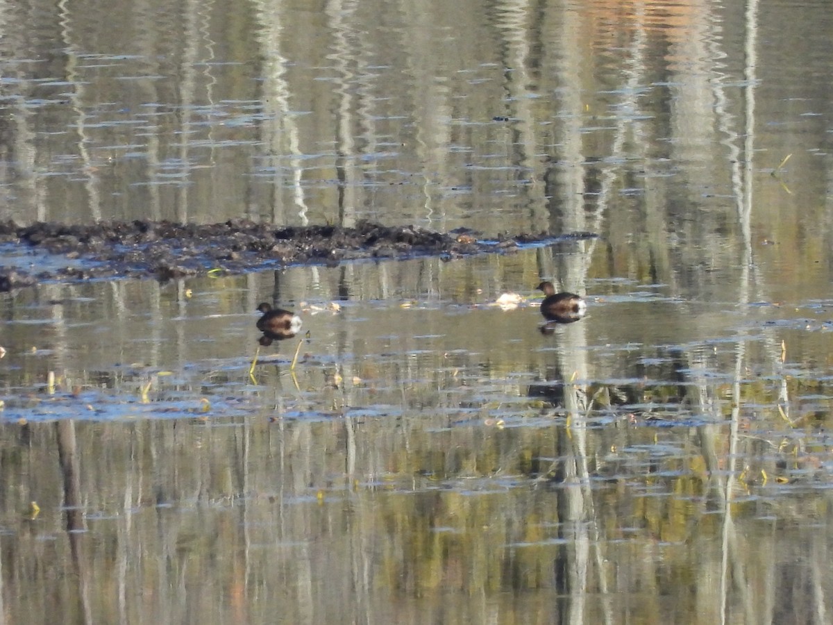 Pied-billed Grebe - ML644646359