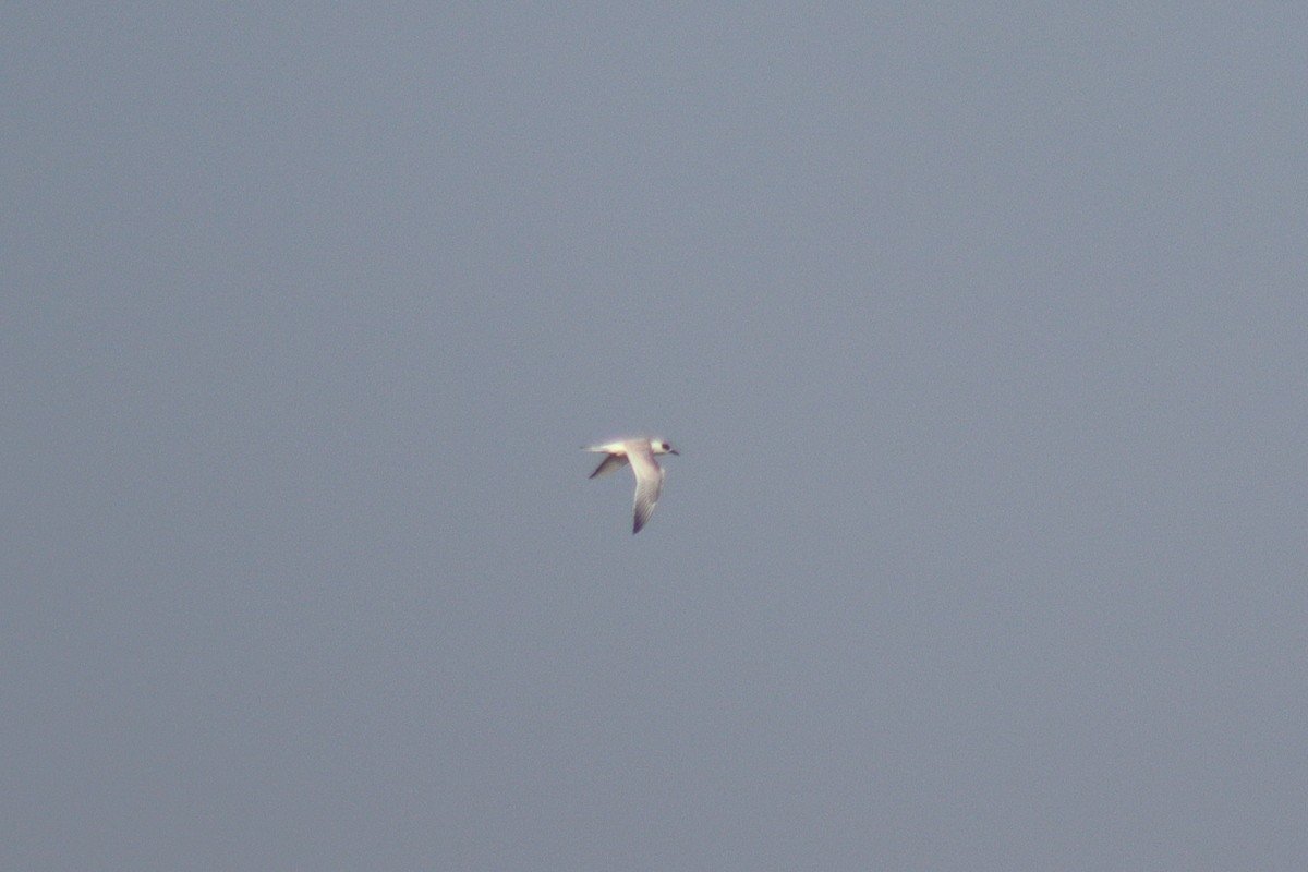 שחפית שחורת-מקור - ML644646377