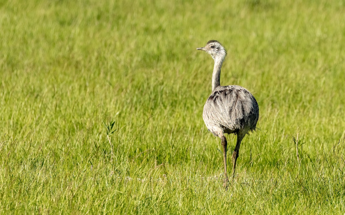 nandu pampový - ML644646400