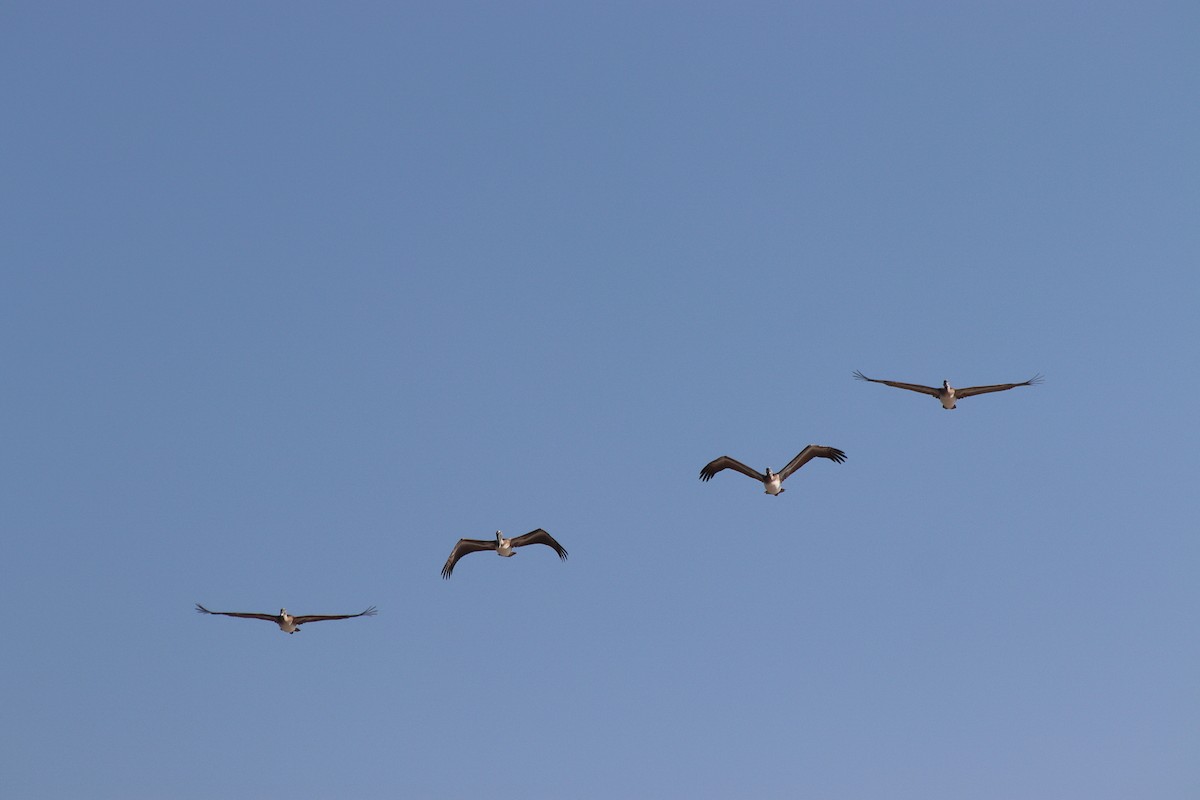 שקנאי חום - ML644646403