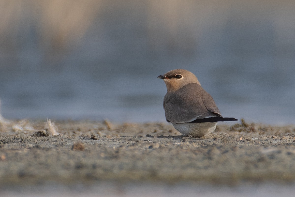 Small Pratincole - ML644646425