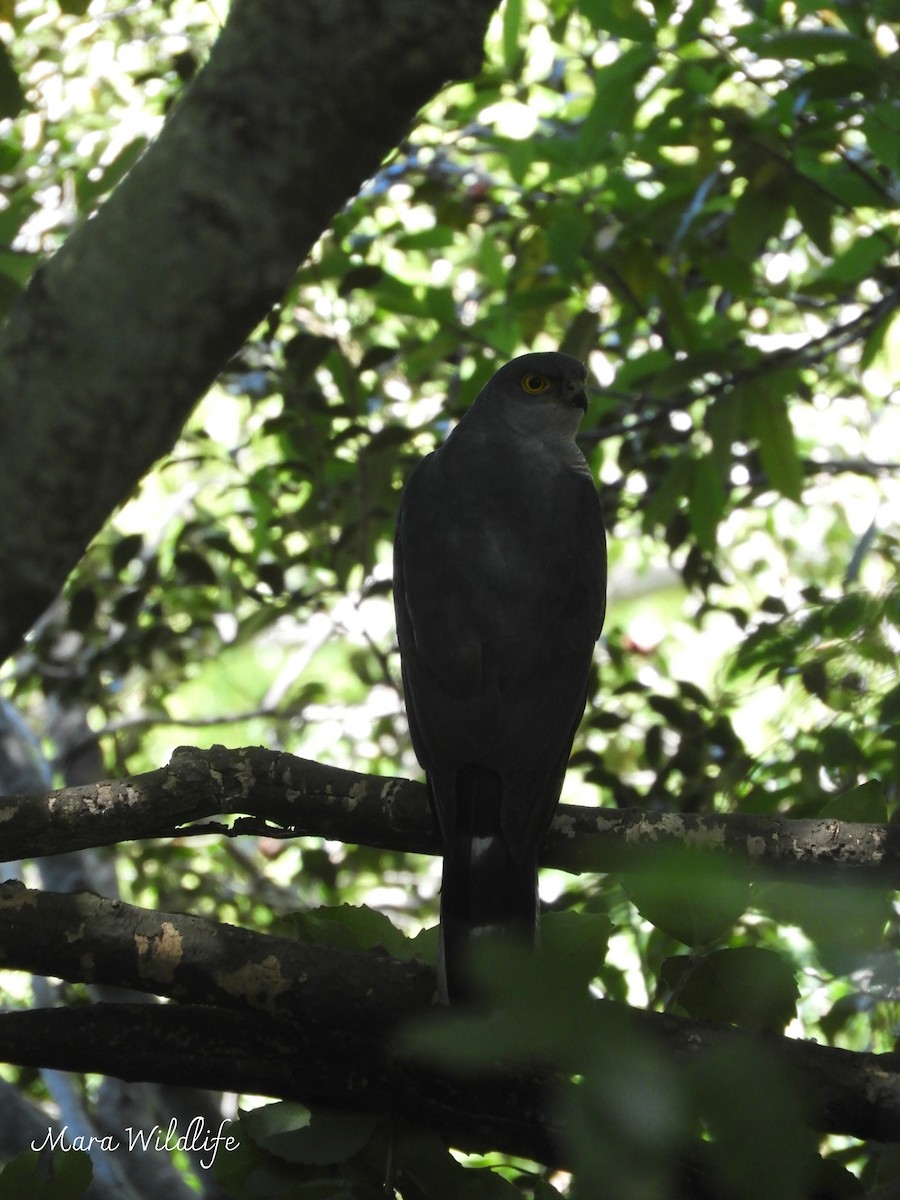 African Goshawk - ML644646428