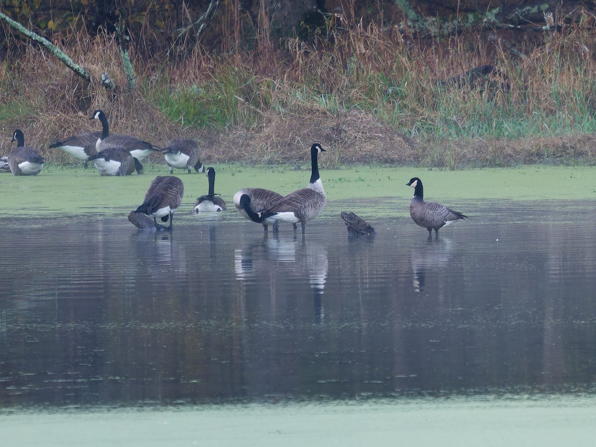 Cackling Goose - ML644646430