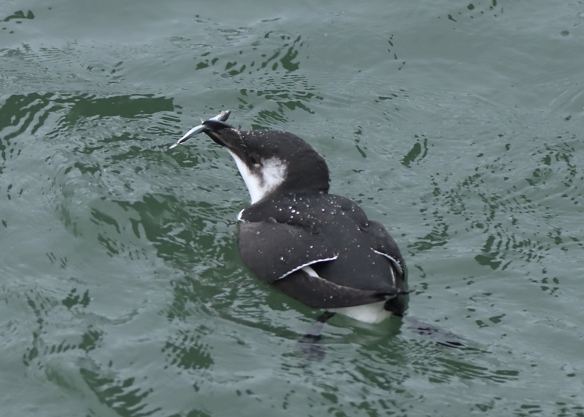 Gazza marina - ML644646441