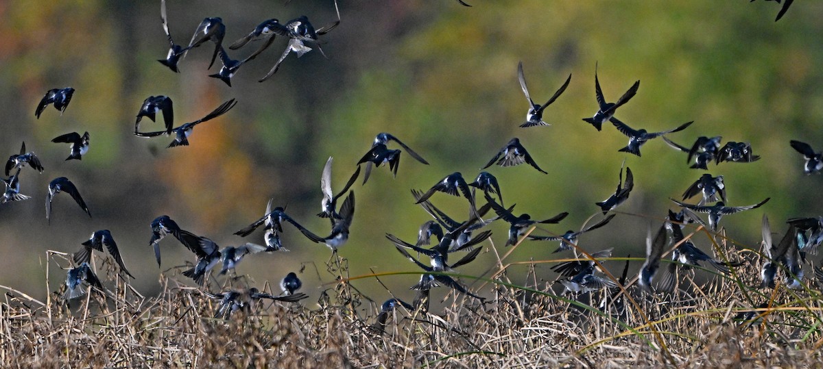 Golondrina Bicolor - ML644646449