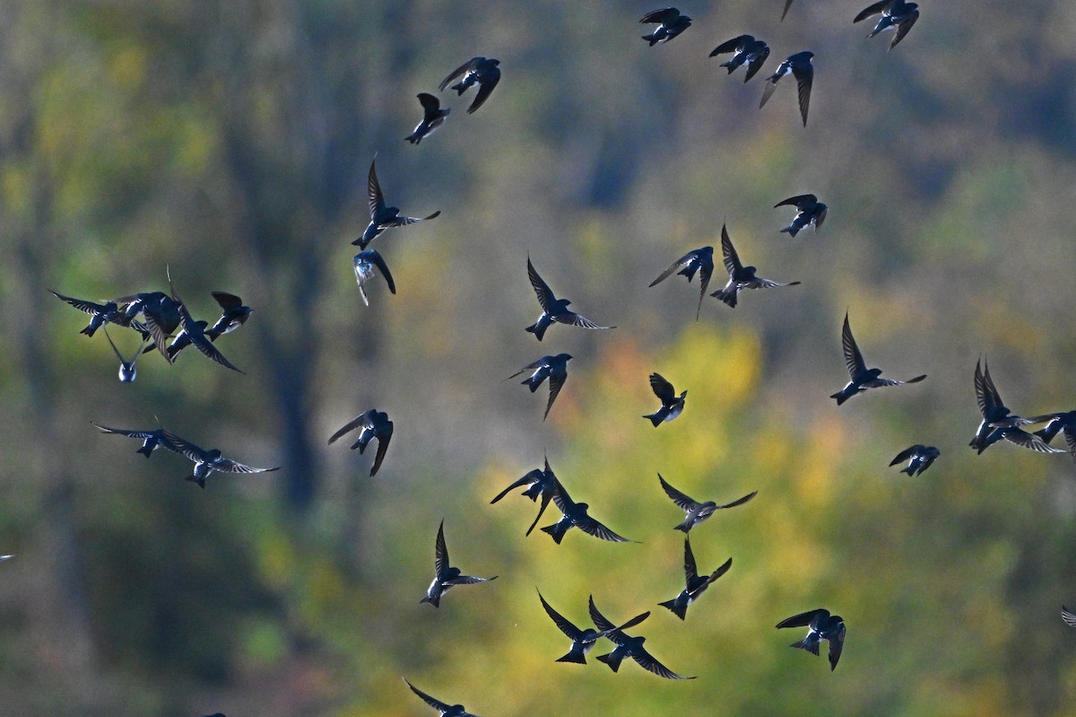 Golondrina Bicolor - ML644646450