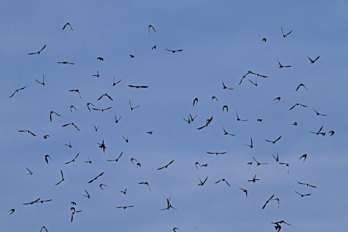 Golondrina Bicolor - ML644646451