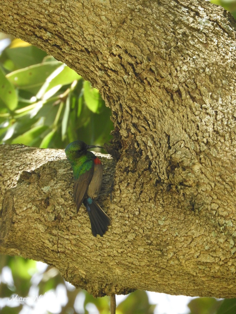 Southern Double-collared Sunbird - ML644646452