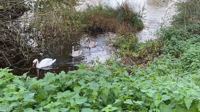 疣鼻天鵝 - ML644646453