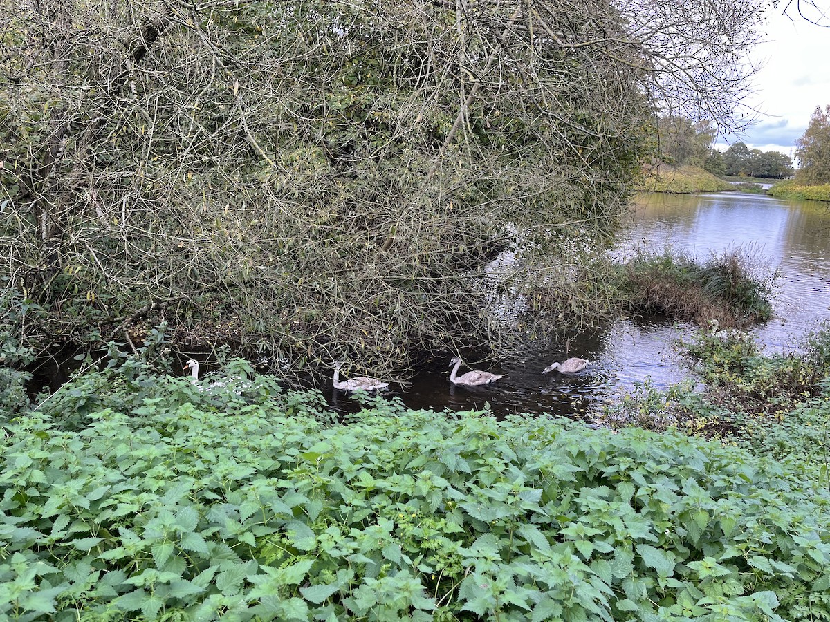 疣鼻天鵝 - ML644646454