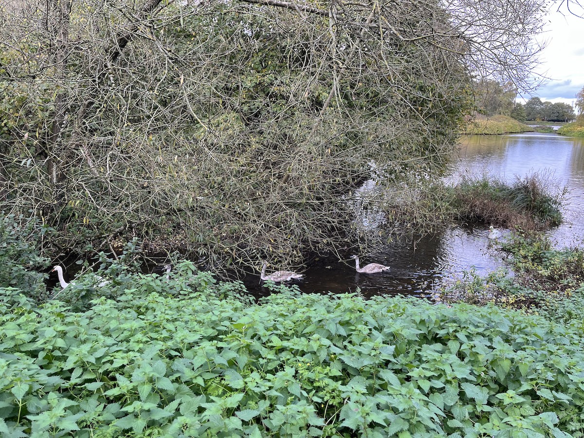 疣鼻天鵝 - ML644646455