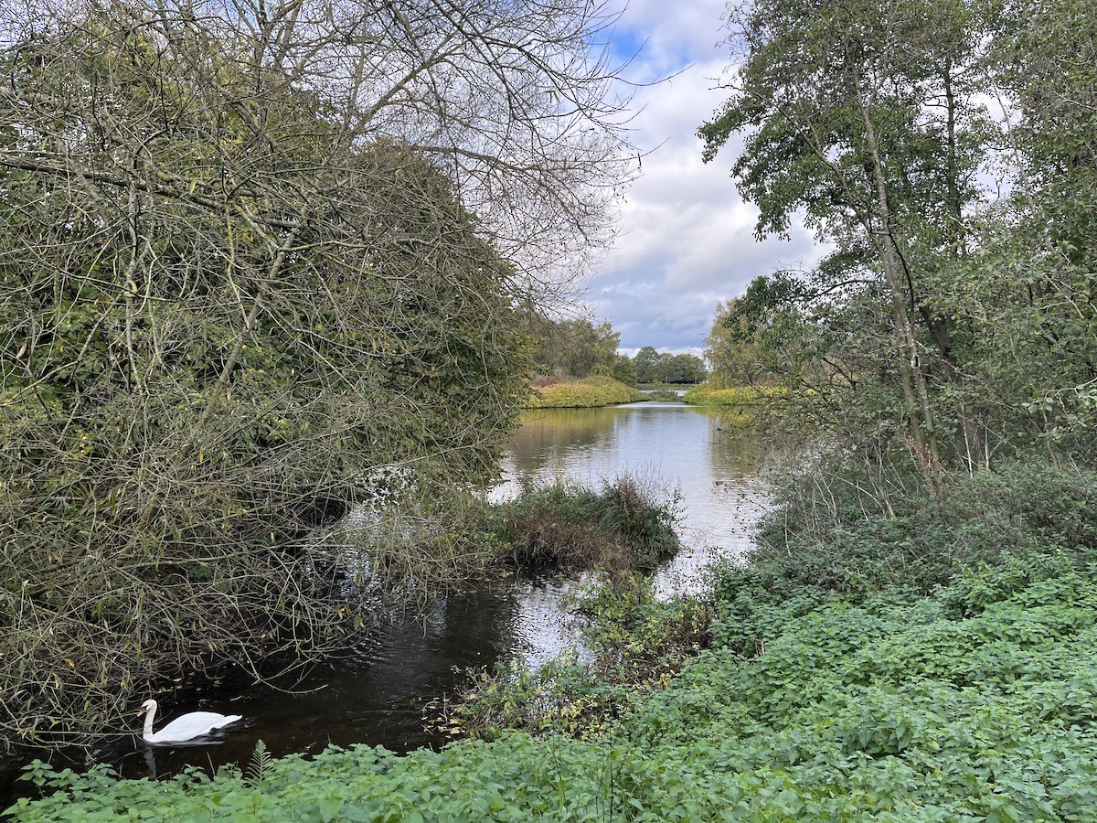 疣鼻天鵝 - ML644646456