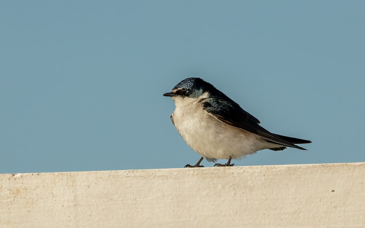 White-rumped Swallow - ML644646460