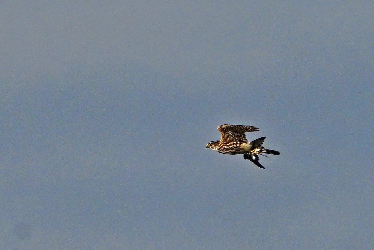 Esmerejón - ML644646462