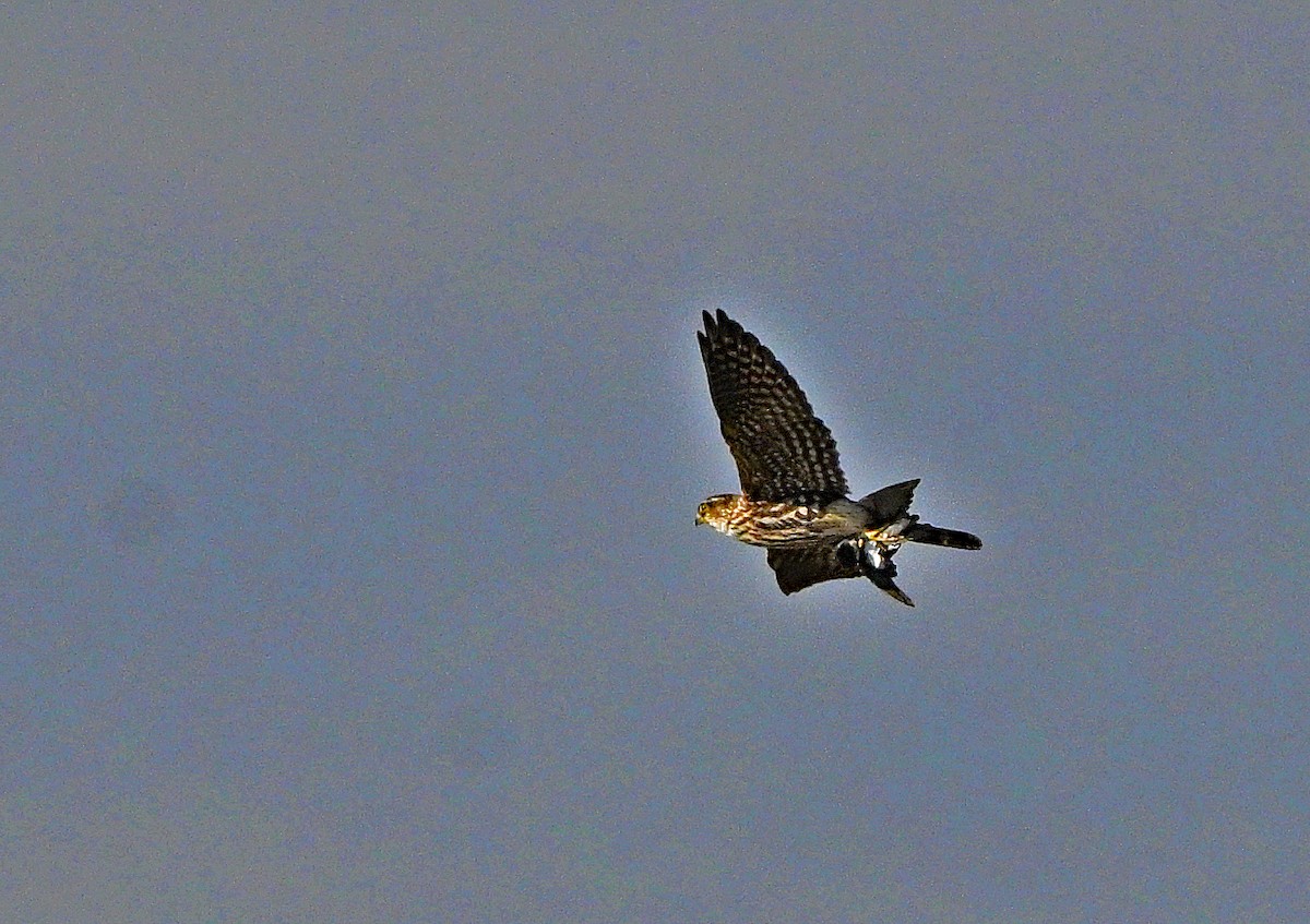 Esmerejón - ML644646464