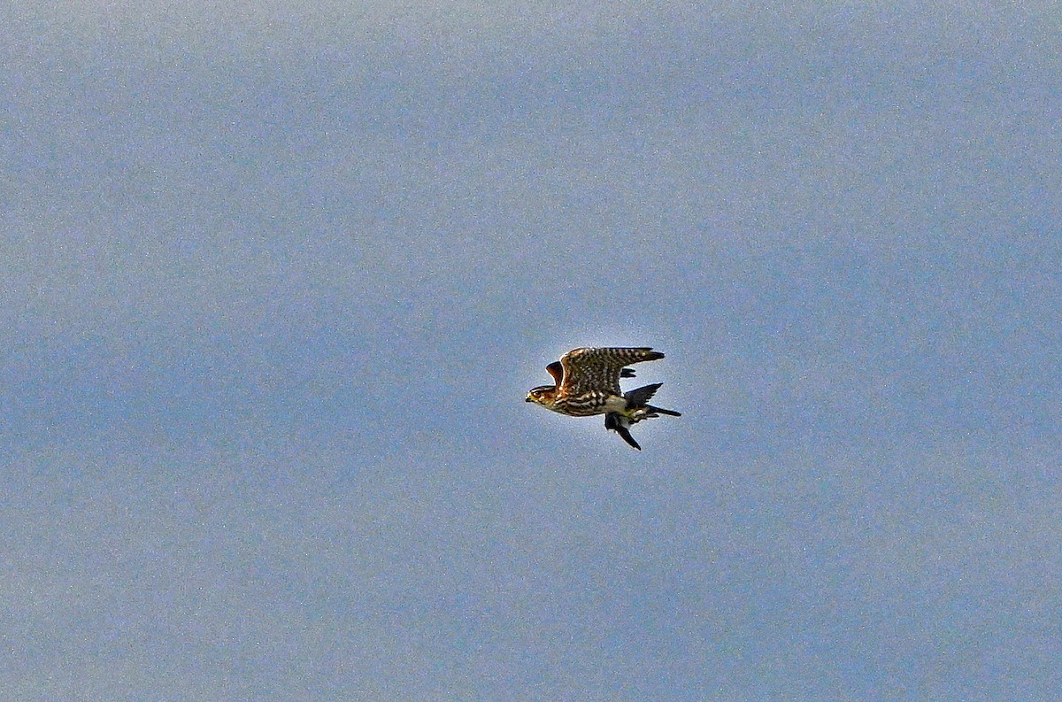 Esmerejón - ML644646465