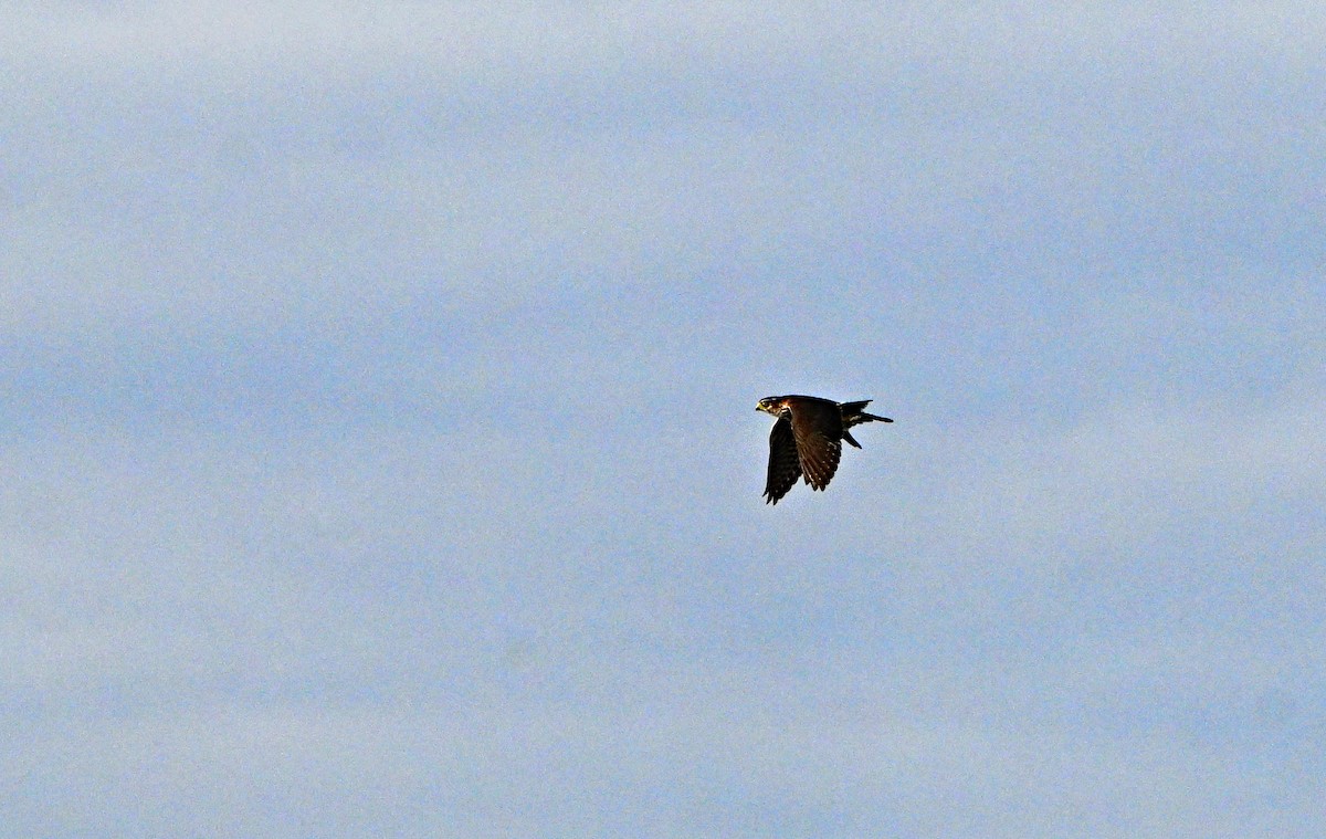 Esmerejón - ML644646466