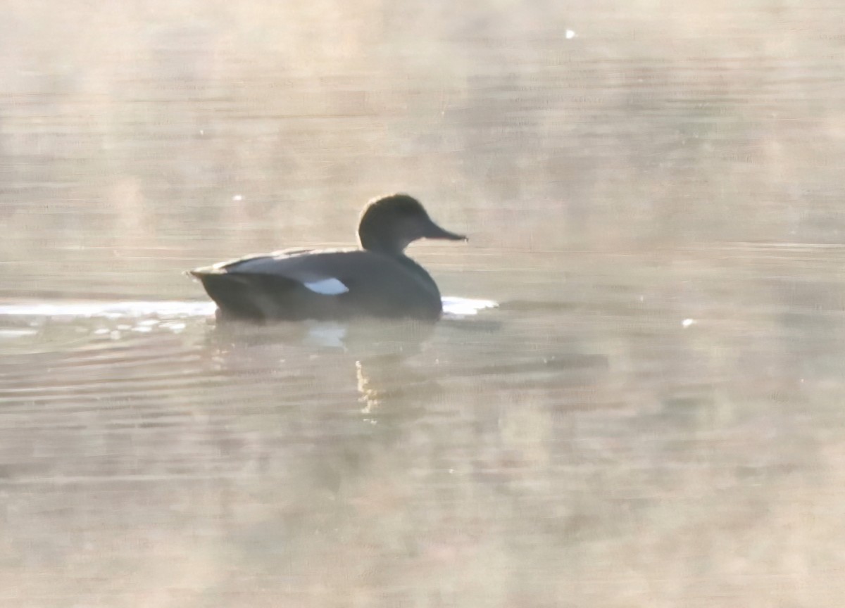 Gadwall - ML644646467