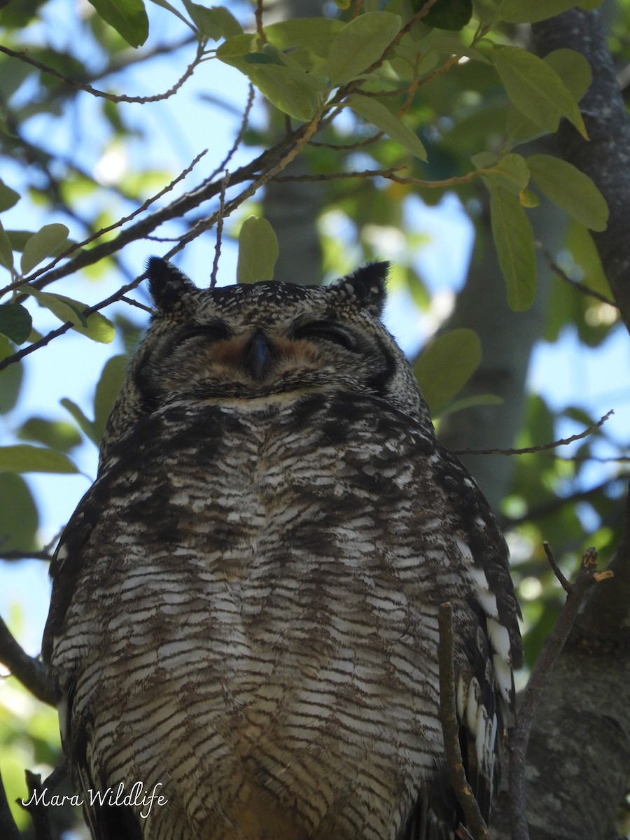 Spotted Eagle-Owl - ML644646469