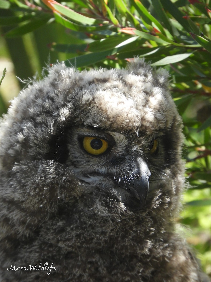 Spotted Eagle-Owl - ML644646470