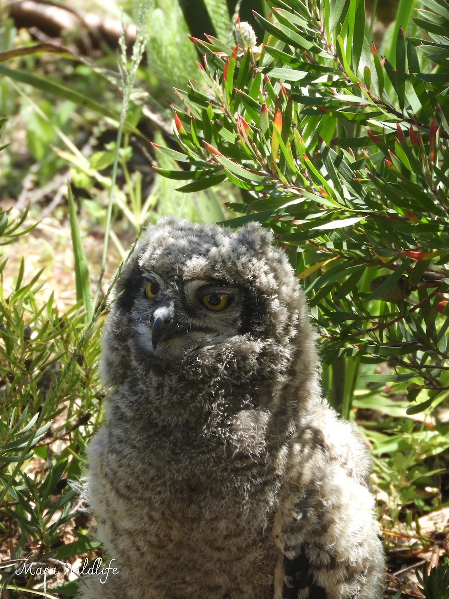 Spotted Eagle-Owl - ML644646471