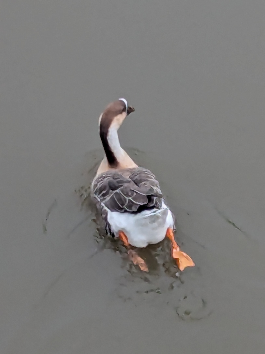 Ánsar Cisnal - ML644646473