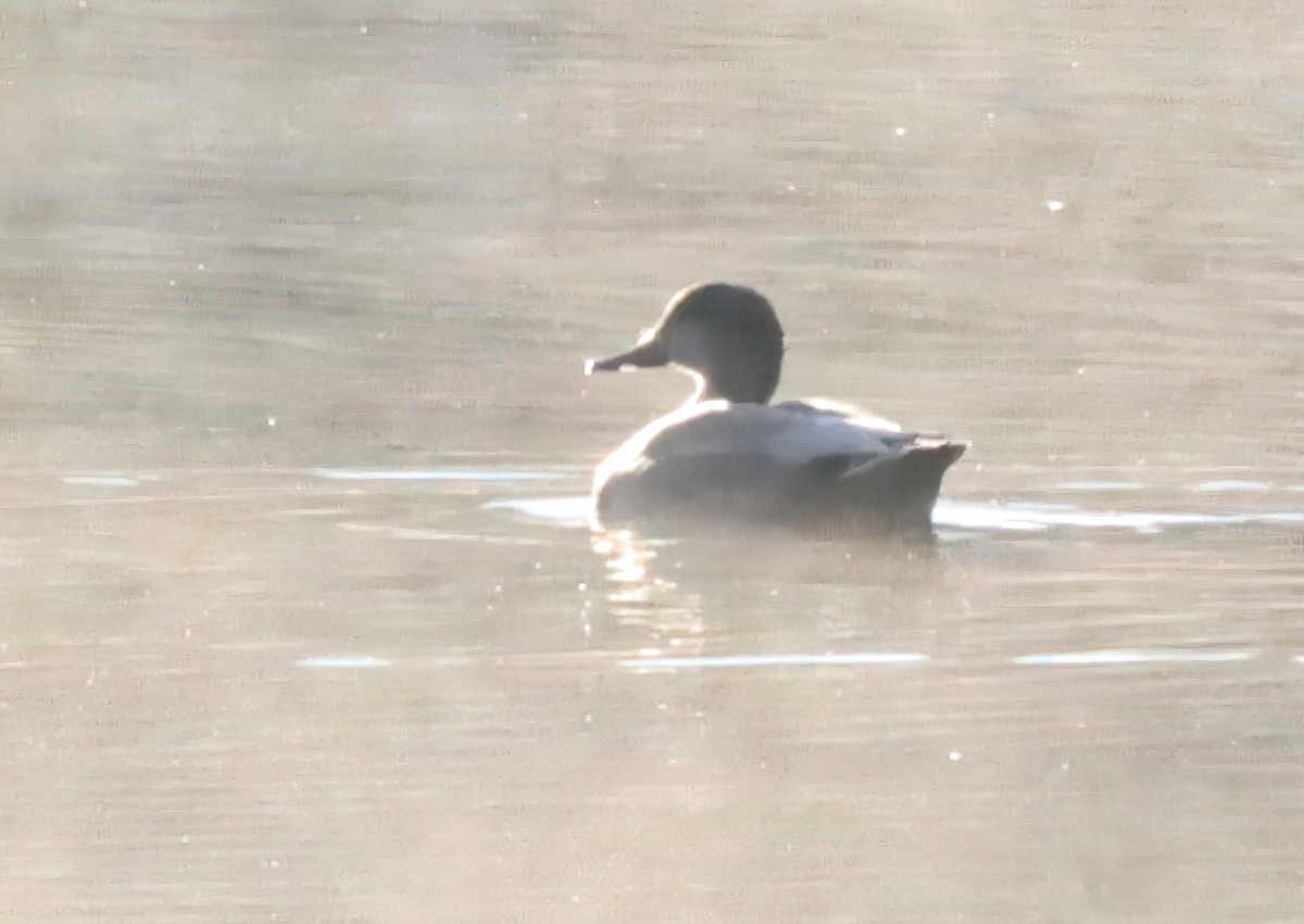 Gadwall - ML644646474